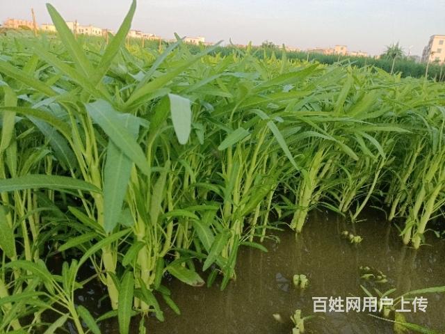 空心菜种植方法(空心菜种植方法和时间)