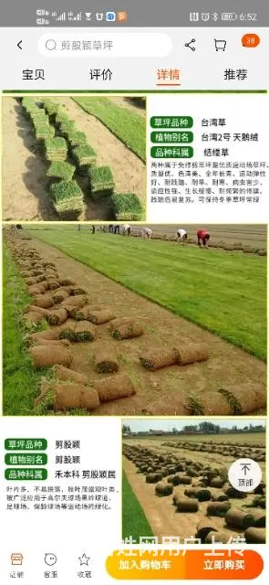 房山草坪基地销售草坪草坪价格 - 图片 5
