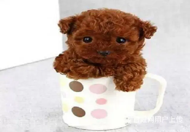 老店已装修好 纯种健康猫狗 喜欢上门看实物或视频 - 图片 2