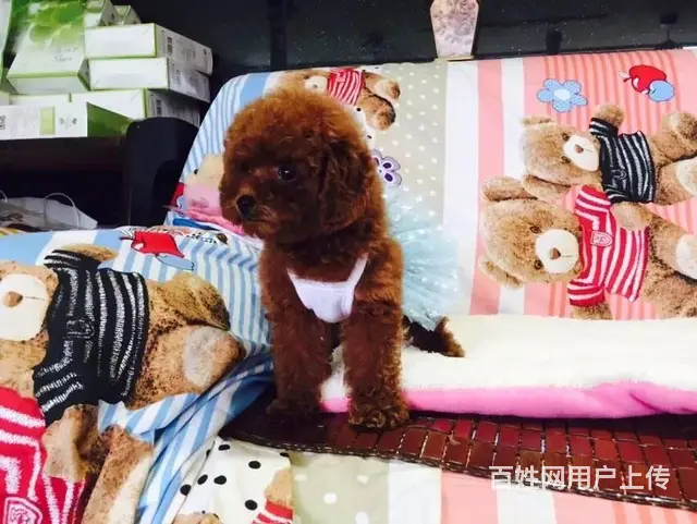 包头【泰迪犬舍】地址纯种泰迪多少钱 - 图片 1