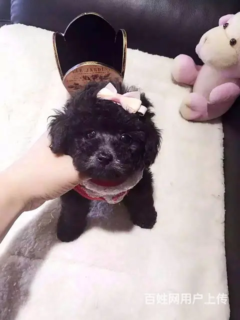宿迁哪里卖泰迪狗狗一只泰迪要多少钱 - 图片 3