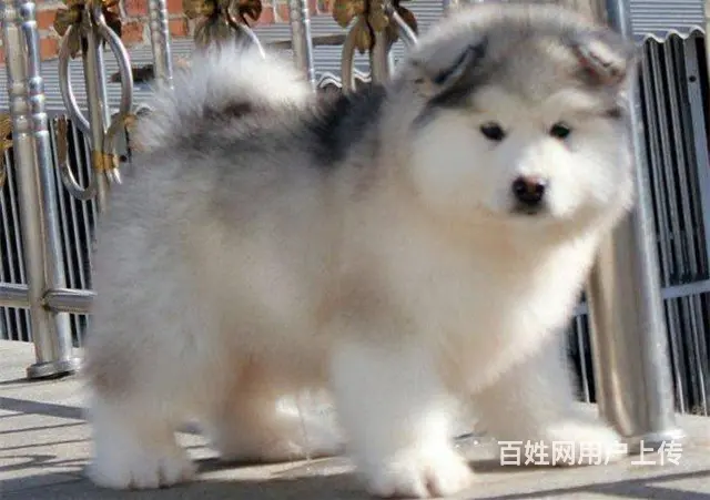 阿拉斯加幼犬 赛级双血统 可签订协议 - 图片 6