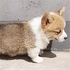 池州【*推荐】柯基犬舍‖柯基养殖场