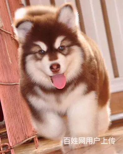 出售阿拉斯加幼犬 赛级品质 有标准体和巨型阿拉斯加 - 图片 3