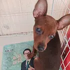出售纯种小鹿犬，三月男生