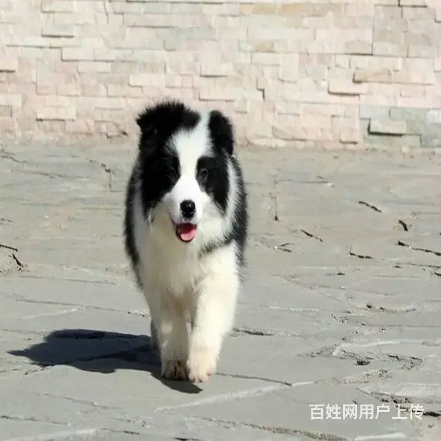 纯种边境牧羊犬出售 家养边牧 三个月边牧幼犬 - 图片 2