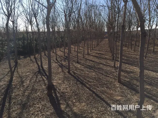 速生国槐 - 图片 1