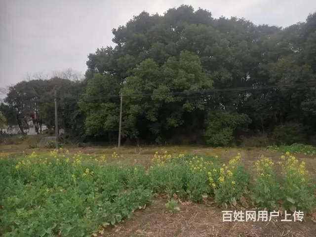 寻找人生伴侣 - 图片 2