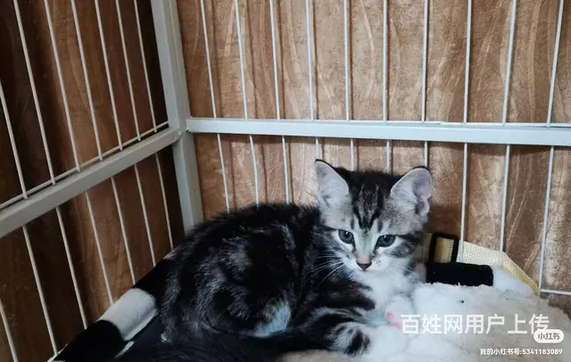 纯种美短猫咪出售 - 图片 2