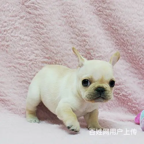 赛级法牛 血统法国斗牛犬幼犬 可签协议 品相极好 - 图片 5