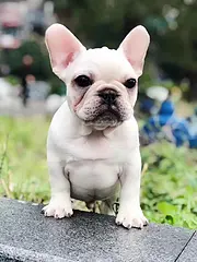 内江纯种法斗价位 知名法斗犬舍