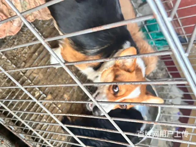 临西县600块出柯基  仅自提 外地勿扰 - 图片 6