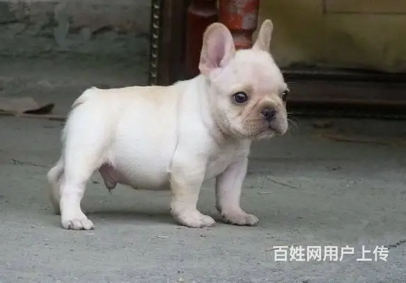 精品法牛犬出售 品相极佳 可视频选狗可上门看狗 - 图片 5
