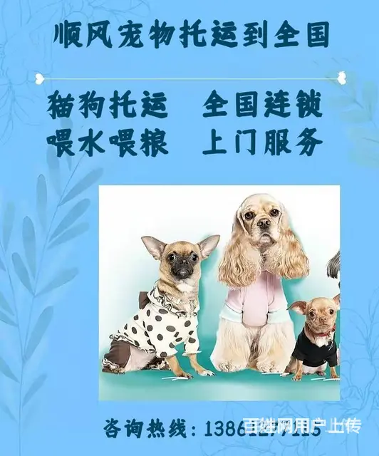 2022伊川县宠物托运（猫狗）邮寄快递（宠物活体运输新*闻） - 图片 5