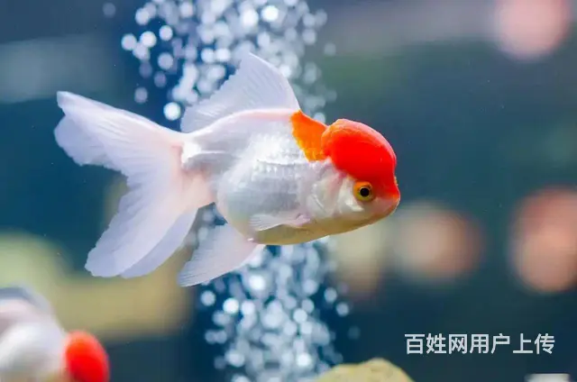 国狮金鱼，糖果天使鱼 - 图片 4
