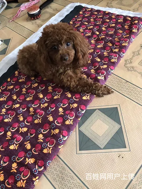 寻爱犬求关注 - 图片 1