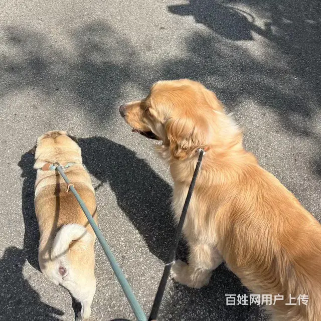 苏州家庭式宠物寄养 - 图片 1