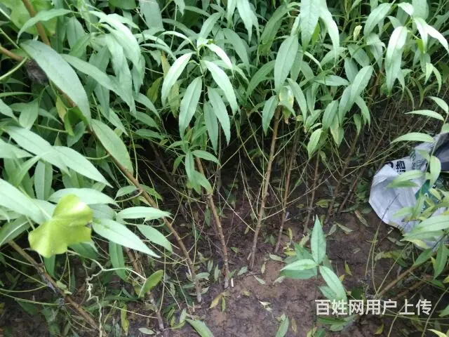 大量占地桃苗，苹果苗，梨苗。杏苗，核桃苗 - 图片 12