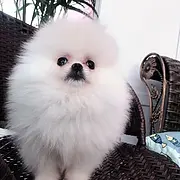 内江博美繁殖场 博美犬舍联系方式