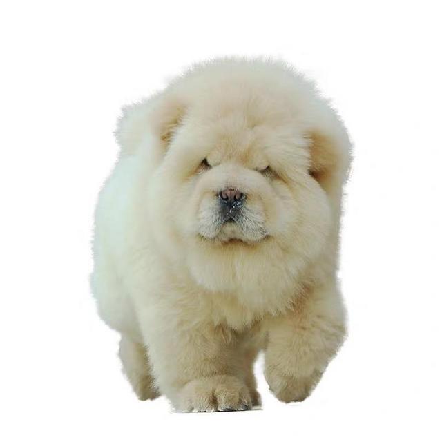 出售纯种肉嘴,面包嘴松狮,憨头憨脑纯种松狮幼犬