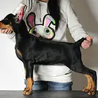 德阳【*推荐】杜宾犬舍‖杜宾养殖场