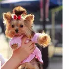 韶关犬舍约克夏多少钱 金头银背小体约克夏图片