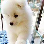 贺州【*推荐】萨摩耶犬舍‖萨摩耶养殖场