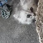 小猫咪
