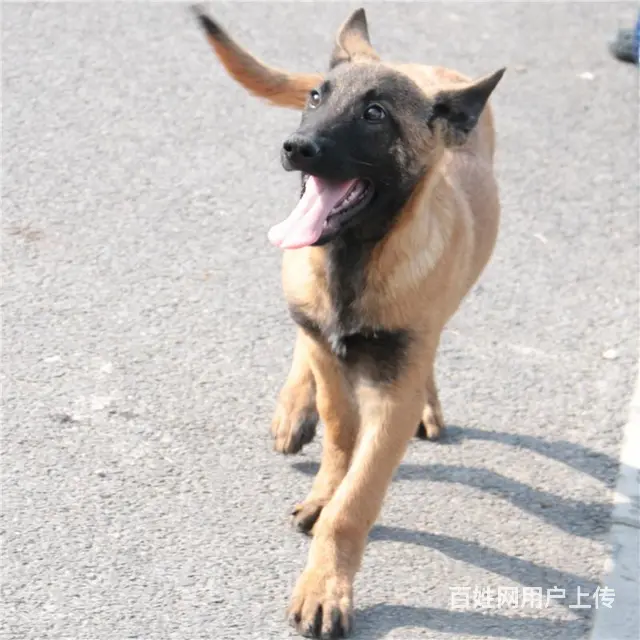 中卫哪卖马犬哪有马犬谁家的马犬靠谱 - 图片 10