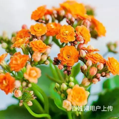 花卉苗木 - 图片 1