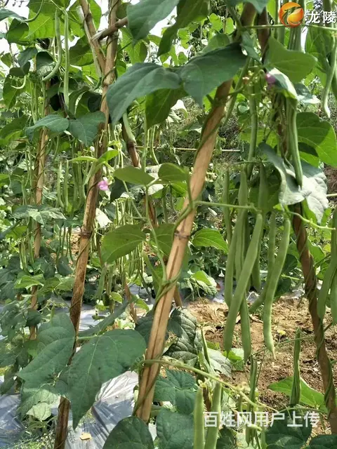 娄底新化到长沙拼车电话，商务车回头的士电话 - 图片