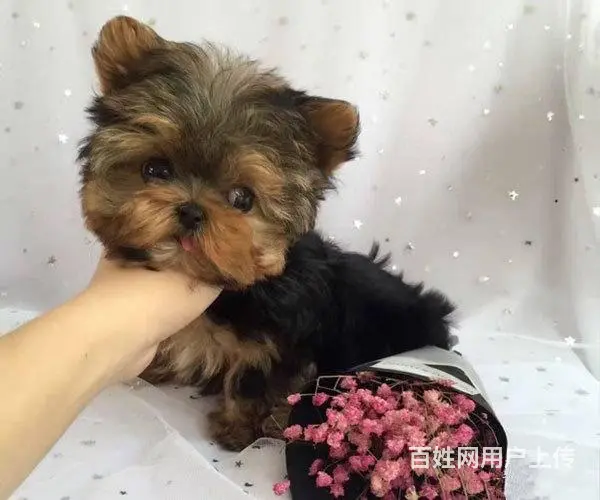极品约克夏转让 专业繁殖金头银背约克夏梗犬幼犬 - 图片 4