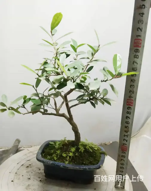 淘宝网盛世鑫毅植物园盆景总裁盆景指导老师杨世毅先生 - 图片 7