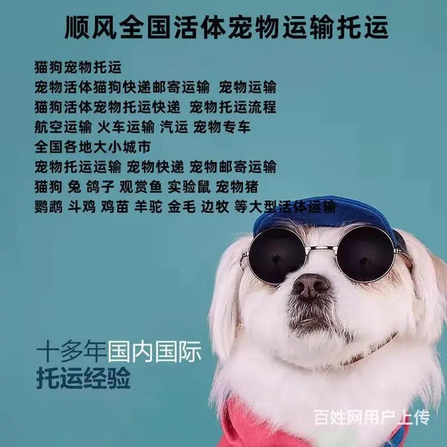 烟台海阳宠物托运（猫狗）邮寄速运空运 （2023今日 推荐运 - 图片 1