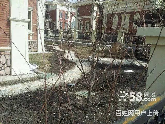 树木卖鹿粪鸡粪 猪粪 黑土 花土 假条茄子秧 - 图片 6