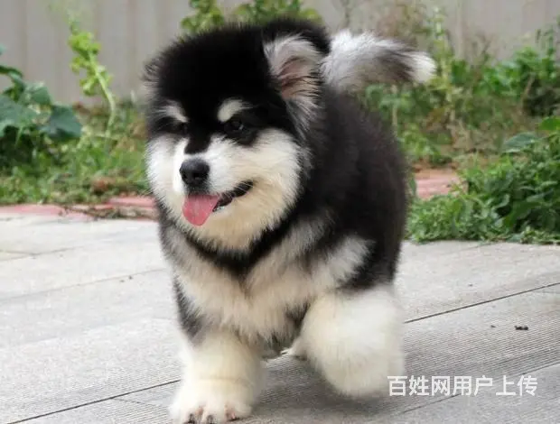 广州纯种阿拉斯加犬价格 狗舍直销 包纯种健康签协议 - 图片 4