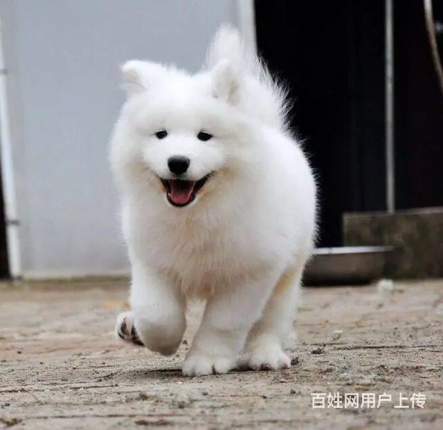 萨摩耶幼犬 纯种澳版萨摩耶多少钱 萨摩耶犬舍 - 图片 6