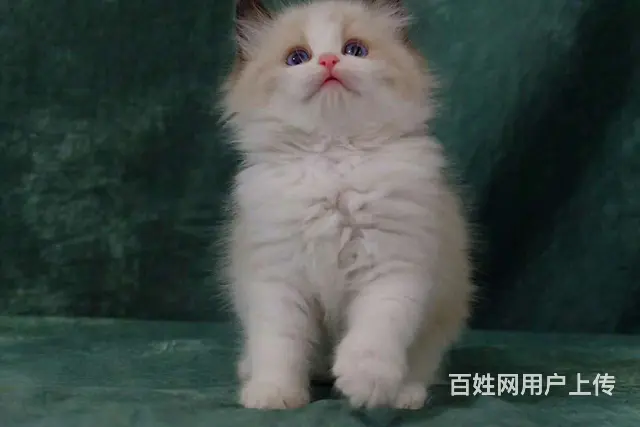 那有布偶猫卖的 蓝双色 开脸正波斯系多少钱 - 图片 4