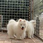 白魔法纯种萨摩耶幼犬出售 疫苗驱虫齐全 健康有保障