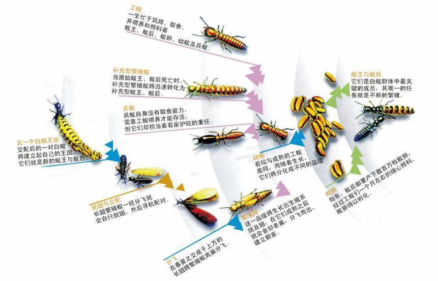 广州灭飞白蚁公司,灯下飞舞飞蚂蚁灭除方法,正确杀虫