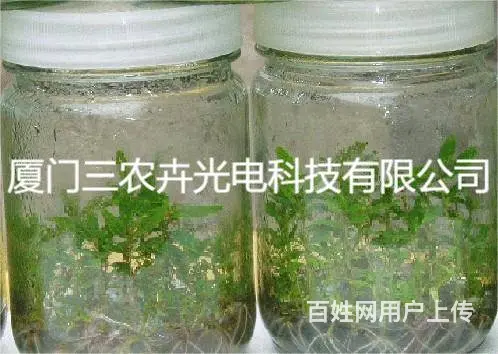 桉树组培灯 - 图片 2