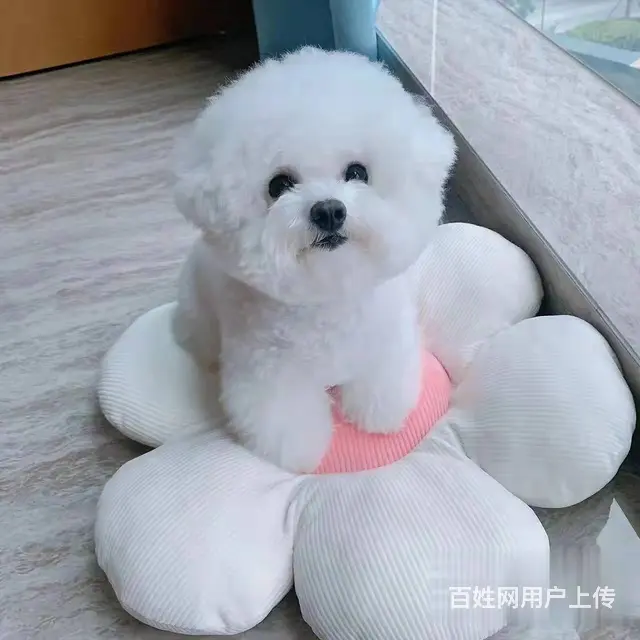 北京出售精品比熊幼犬疫苗齐全可签协议多窝可选 - 图片 4