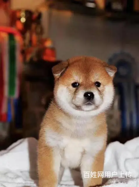 赛级柴犬，CKU认证品质，专业信誉服务 - 图片 4