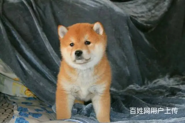赛级双血统柴犬、纯种日本柴犬出售、同城上门送货 - 图片 4
