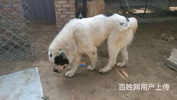 精品中亚牧羊犬体型完美 大骨架 保健康 疫苗齐全 - 图片 9