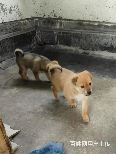 家养漂亮柴犬小狗可以出售啦，价格优惠 - 图片 4
