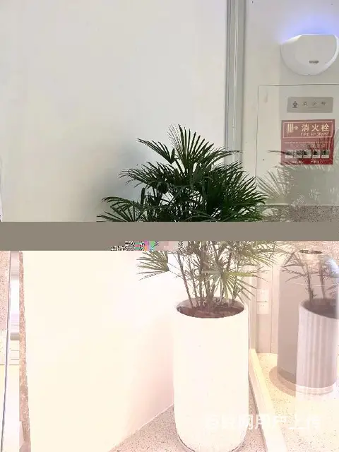 北京西城区花卉绿植批发办公室花卉 - 图片 2