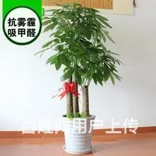 合肥开业花篮/合肥鲜花绿植/合肥开业发财树/金钱树 - 图片 6