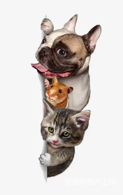 天门宠物托运（猫狗柴犬）（全国活体运输）一对一上门接 全程视 - 图片 2
