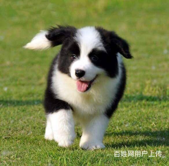 【图】- 纯种边境牧羊犬 赛级边境牧羊犬 血统纯正